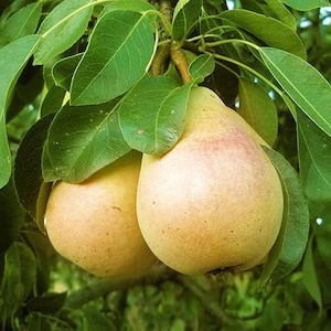 May include: Two ripe pears hanging from a tree branch surrounded by lush green leaves. The pears have a smooth, pale yellow skin with a subtle pinkish blush on the rounded surfaces. The fruit is attached to a woody stem amidst foliage.