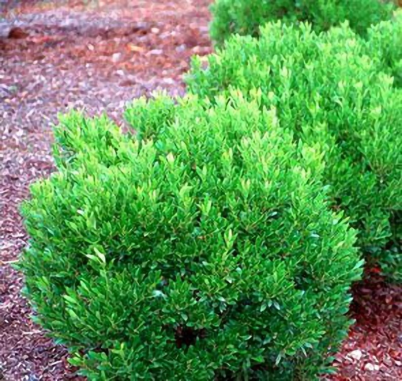 Shamrock Holly Live Plant Shipped 1 Foot Tall by DAS Farms Etsy