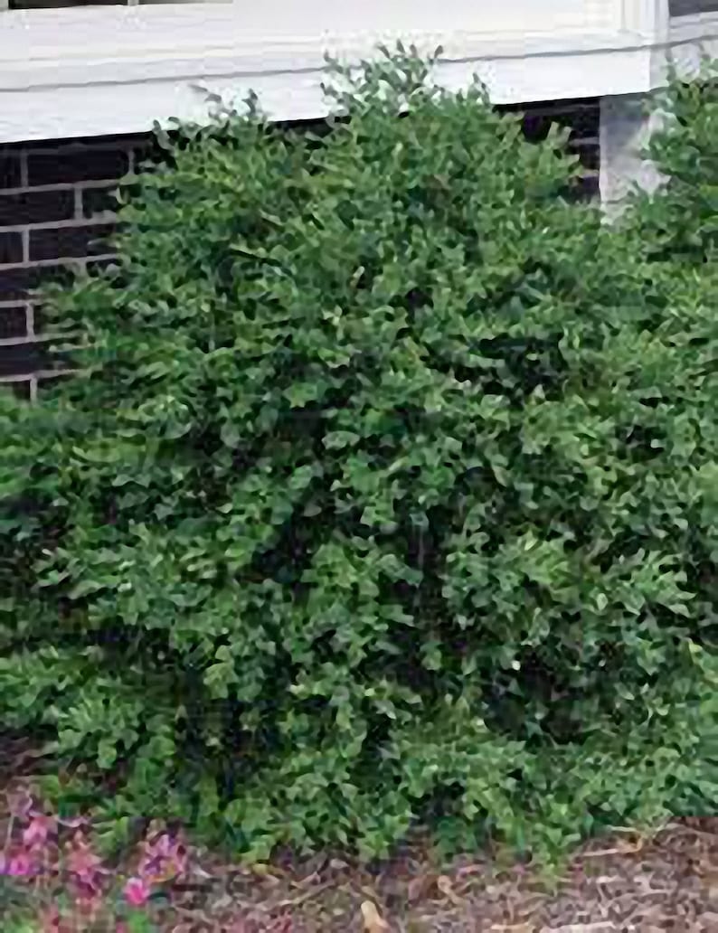 Northern Charm Boxwood Live Plant Shipped 1 Foot Tall in Etsy