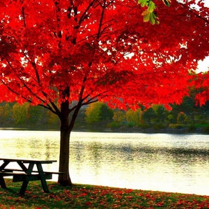 May include: A vibrant autumn scene featuring a tree with bright red leaves, a picnic table, and a calm body of water. The tree's canopy is full, and fallen leaves dot the grassy ground. The water reflects the sunlight.