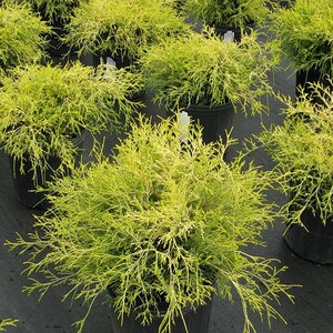 Gold Mop Cypress Live Plant 1-2 Feet Tall image 5