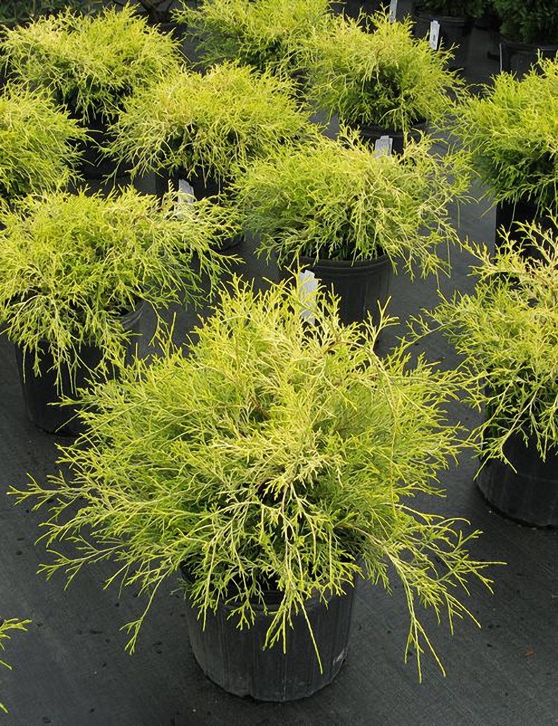 Gold Mop Cypress Live Plant 1-2 Feet Tall image 5