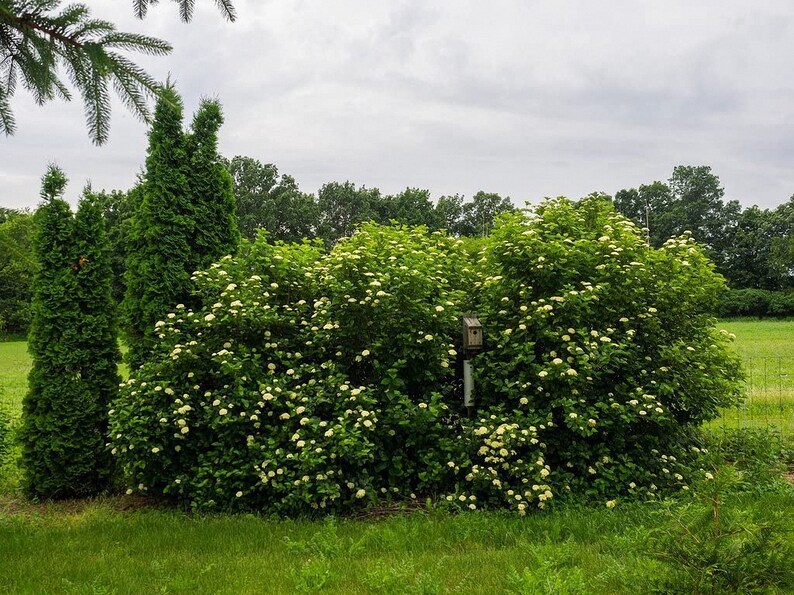 Chicago Lustre Viburnum Live Plants Shipped 1 to 2 Feet Tall Etsy