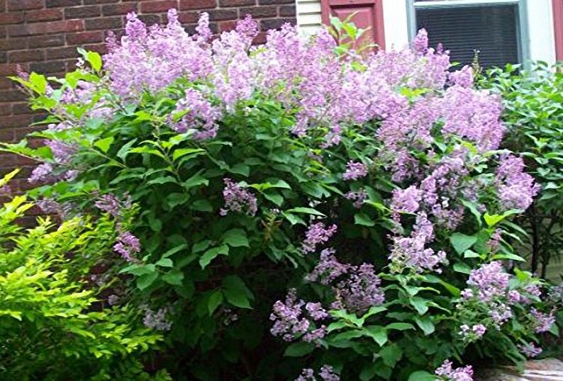 Miss Kim Korean Lilac Live Plants Shipped Over 1 Foot Tall Etsy