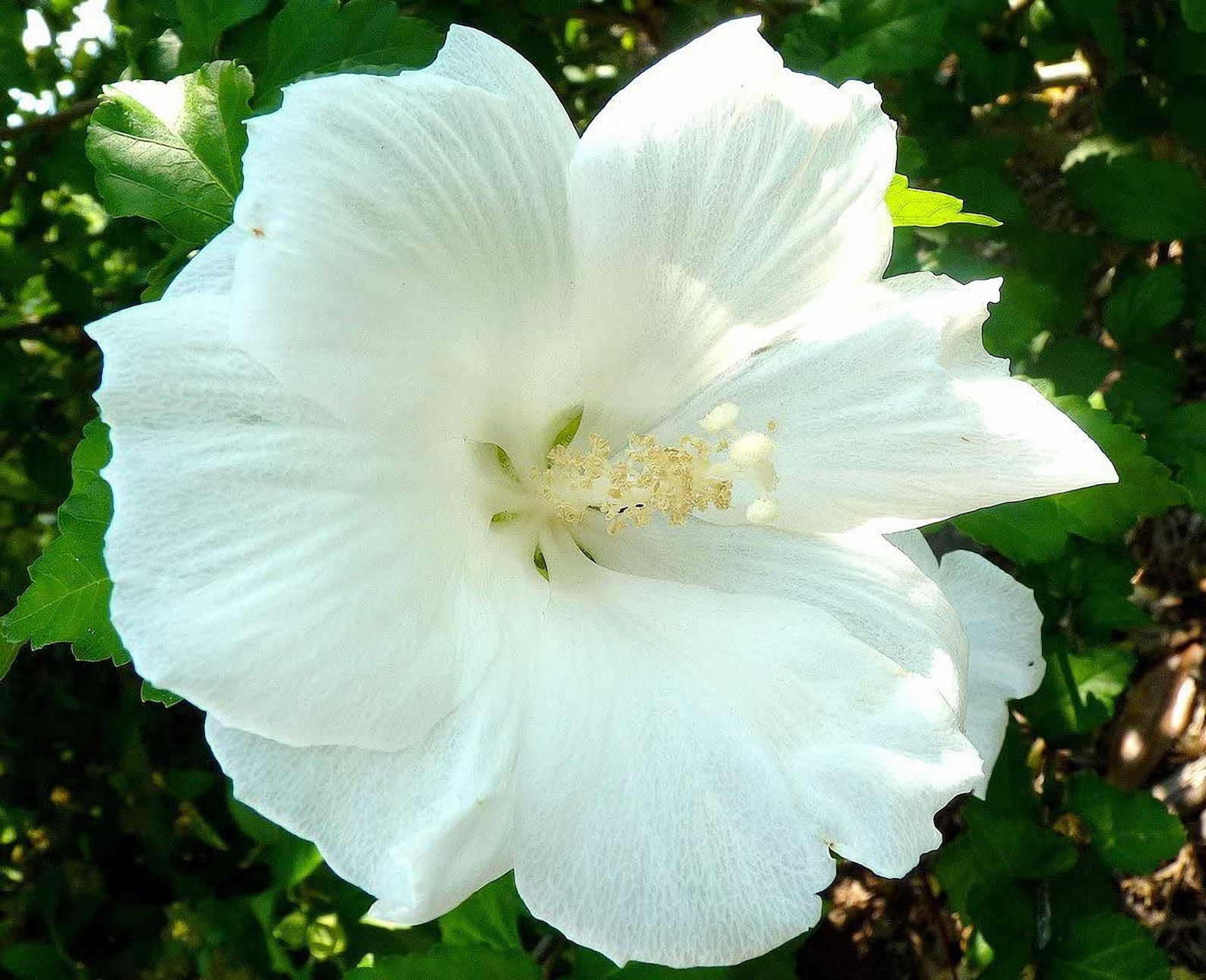 Hibiscus Syriacus 'diana' Live Plants Shipped Over 1 Etsy
