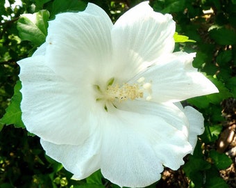 White Rose of Sharon Plant - Hibiscus syriacus 'Diana' (2-3 Feet Tall)