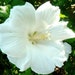 see more listings in the Flowering Shrubs section