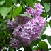 see more listings in the Flowering Shrubs section