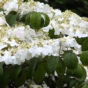 Shasta Viburnum Live Plant 1-2 Feet Tall - Etsy