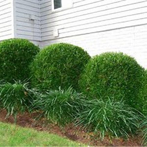 Winter Gem Boxwood - Live Plant 1 Foot Tall