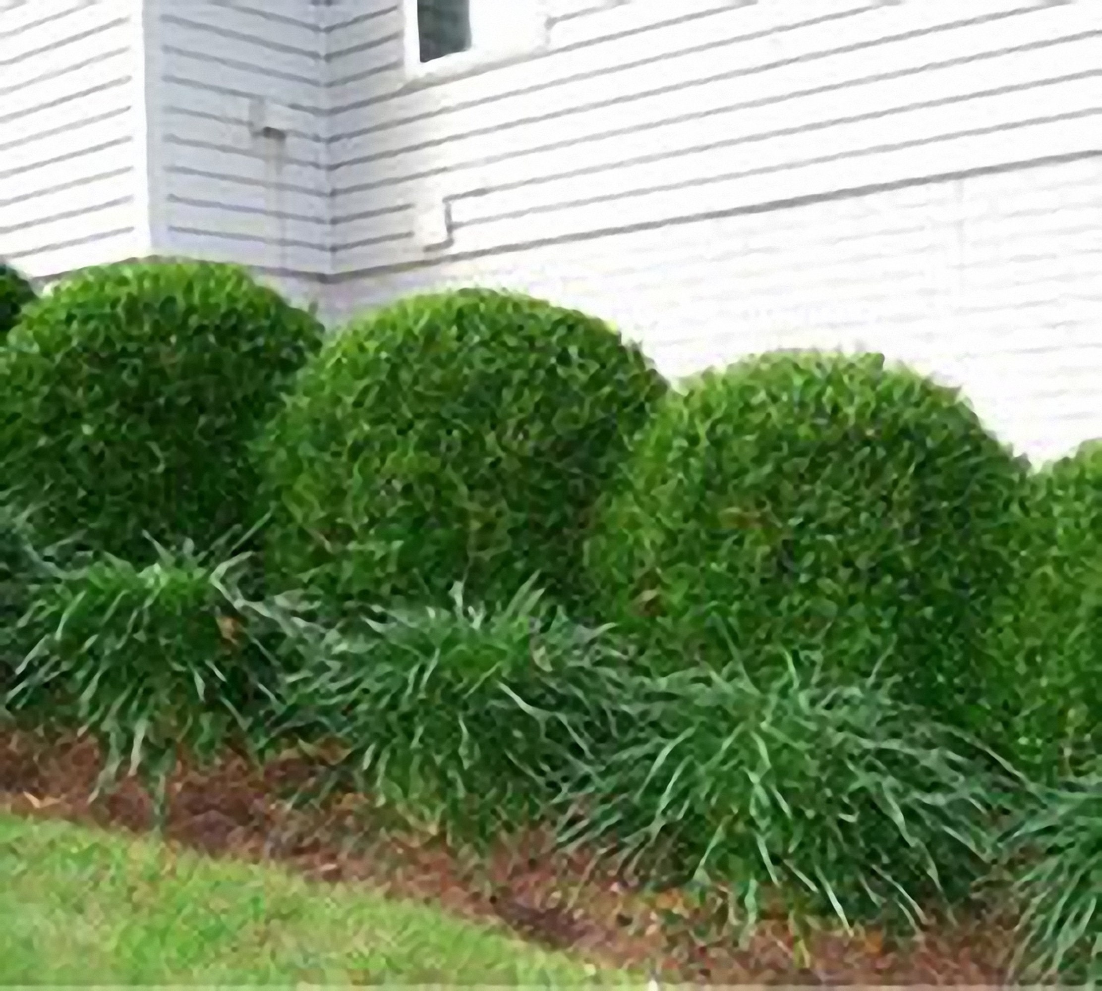 Winter Gem Boxwood Live Plant 1 Foot Tall Etsy