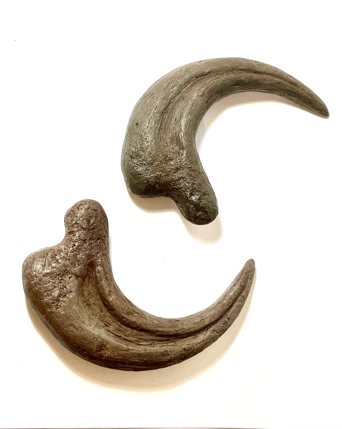 raptor fossil for sale