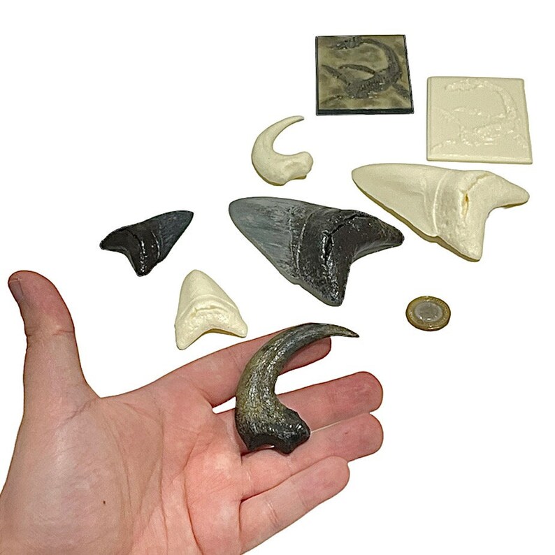 Velociraptor Sickle Claw Fossil Replica - Etsy Ireland