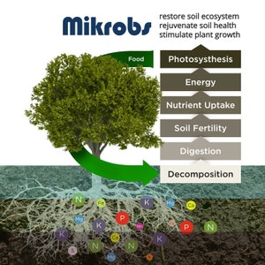 May include: A green tree with roots extending into the soil. The roots are labeled with different nutrients, such as nitrogen, potassium, and phosphorus. The text "Mikrobs" is at the top of the image, along with the text "restore soil ecosystem, rejuvenate soil health, stimulate plant growth". The image also shows a diagram of how microbes help plants grow by breaking down organic matter and releasing nutrients.
