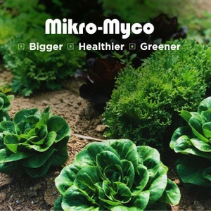 May include: Close-up of a garden bed with lush green lettuce plants. The plants are growing in rich soil and are surrounded by other greenery. The text "Mikro-Myco" is displayed at the top of the image, with the tagline "Bigger, Healthier, Greener" below it.