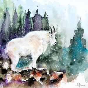 Watercolor White Mountain Goat Fine Art Print, hand signed and limited