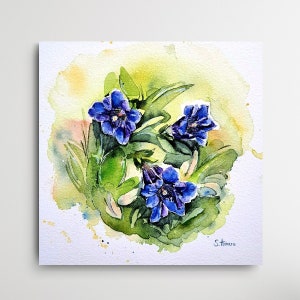Genziana blu, fiore di montagna, Alpi dell'Algovia, acquerello originale, pittura ad acquerello originale della genziana del fiore di montagna nelle Alpi tedesche