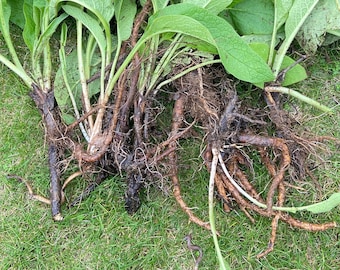 Comfrey Roots