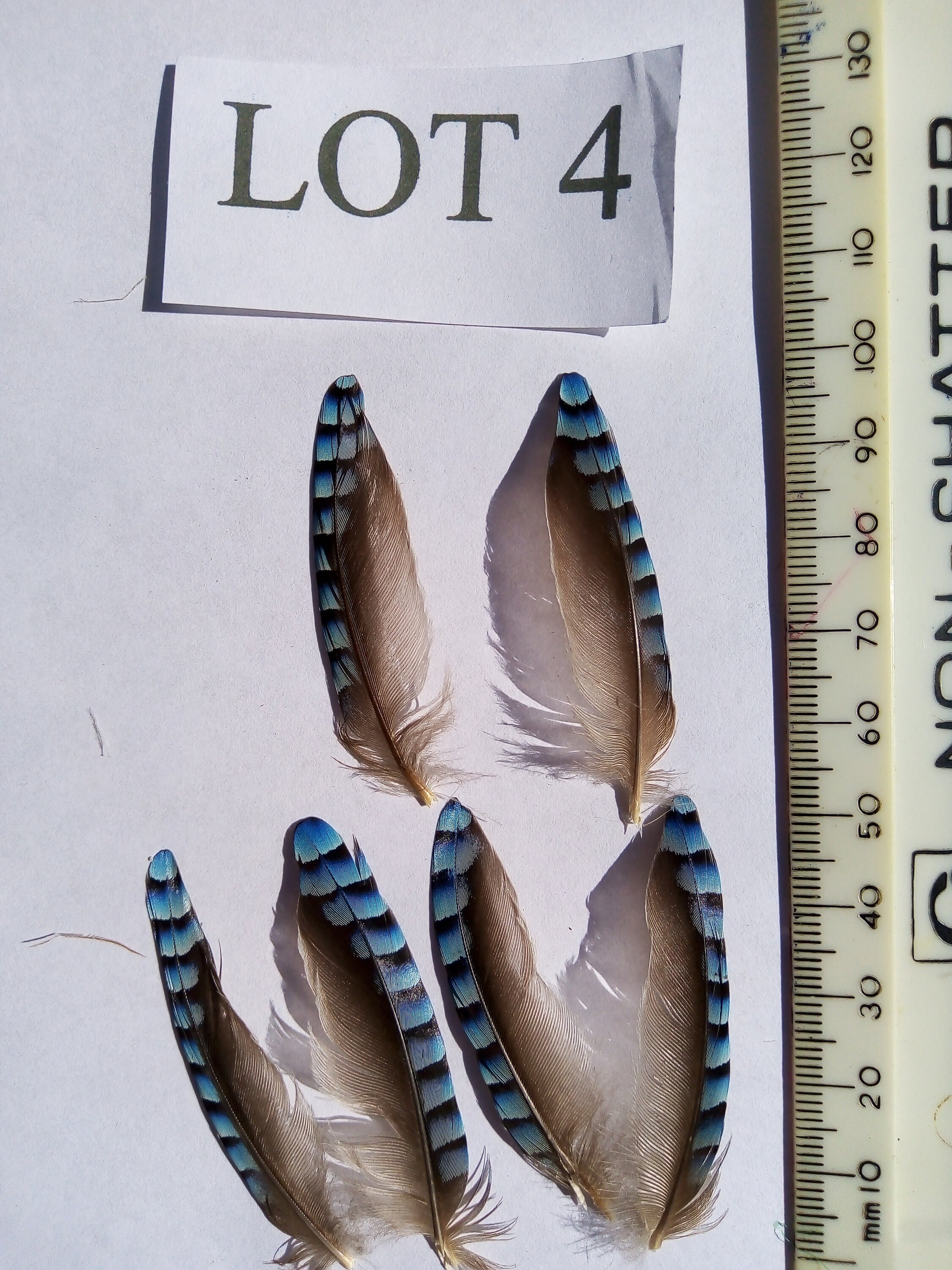 BLUE JAY FEATHERS Jay Feathers Eurasian Jay Feathers Etsy