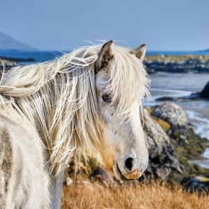 Eriskay Pony, Ecosse - Carte de voeux vierge de luxe pour photographie de chevaux