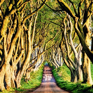 Dark Hedges - Fotografia krajobrazowa, luksusowa pusta kartka z pozdrowieniami