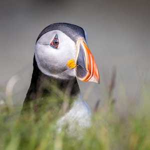 Macareux moine - Carte de voeux de luxe pour la photographie animalière