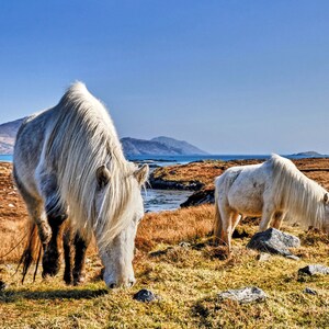 Eribkey Ponies, Scotland - Pferdefotografie Luxus Blanko Grußkarte