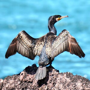 Cormorán - Fotografía de vida silvestre de lujo Tarjeta de felicitación en blanco