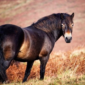 Exmoor Pony Luxury Art Photography Greetings Card