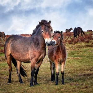 Exmoor Pony and Foal Art Photography Luxury Greetings Card