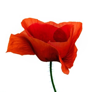 Tarjeta de felicitación de lujo con flores silvestres de amapola roja