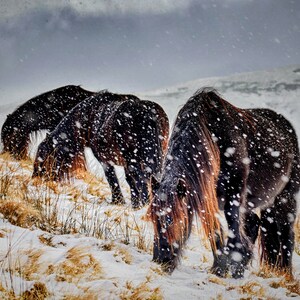 Kubrische Fell Ponies im Schnee Luxus Grußkarte