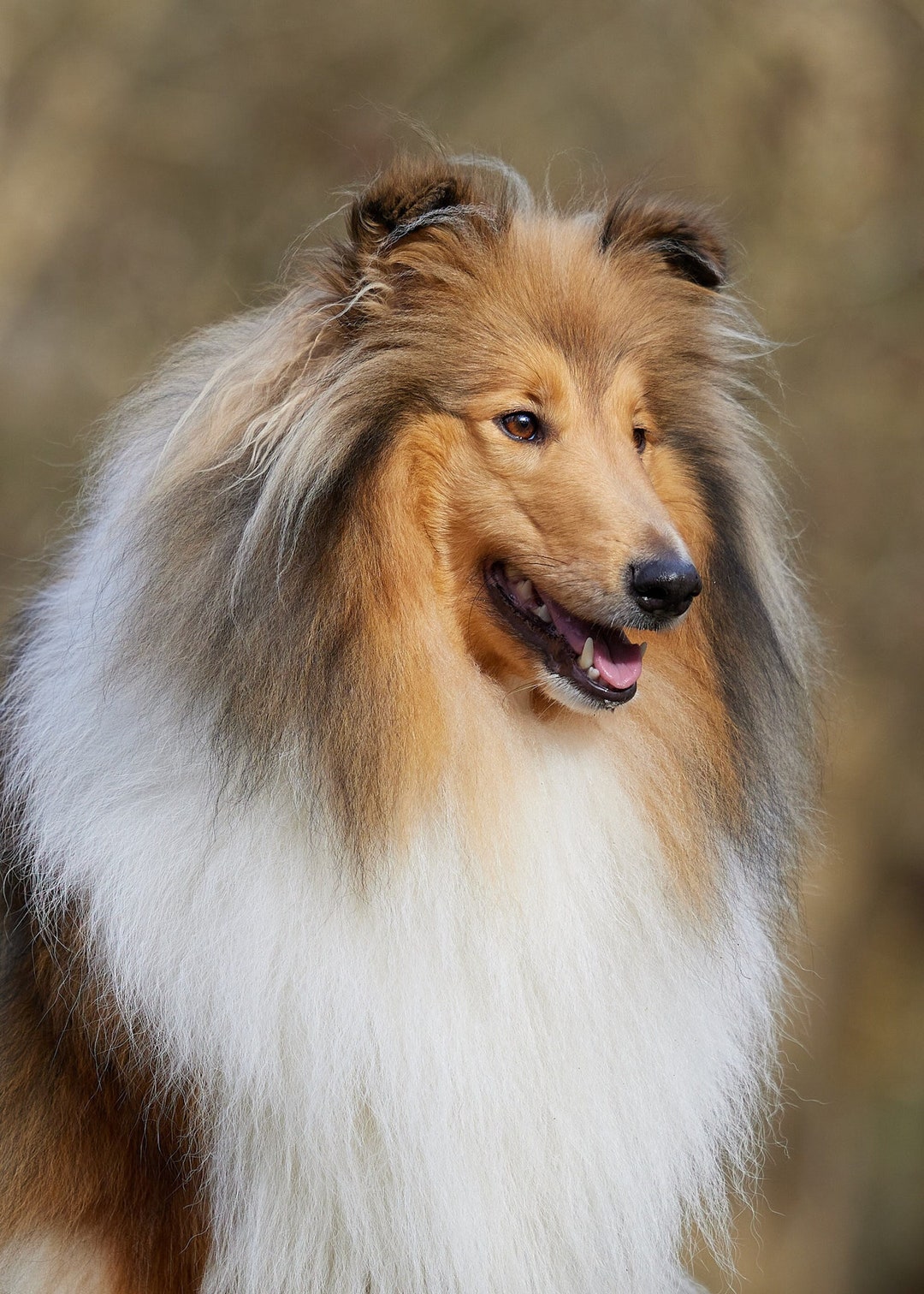 Rough Collie, Lassie Dog Photography Luxury Blank Greetings Card - Etsy