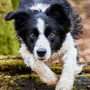 Bordercollie-herdershond, Lake District Photography Luxe wenskaart