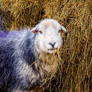 Herdwick Schafe, Seenplatte. Photographische Blank Luxus Greetings Card
