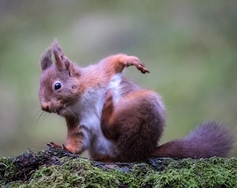 Carte de voeux de luxe de photographie de faune d'écureuil roux