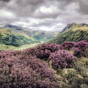 Blooming Heather, Lake District Landscape - Carte de voeux de luxe
