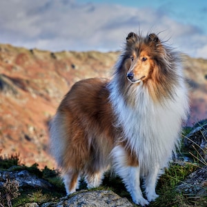 Rough Collie, Lassie Dog, Lake District - Biglietto di auguri vuoto di lusso