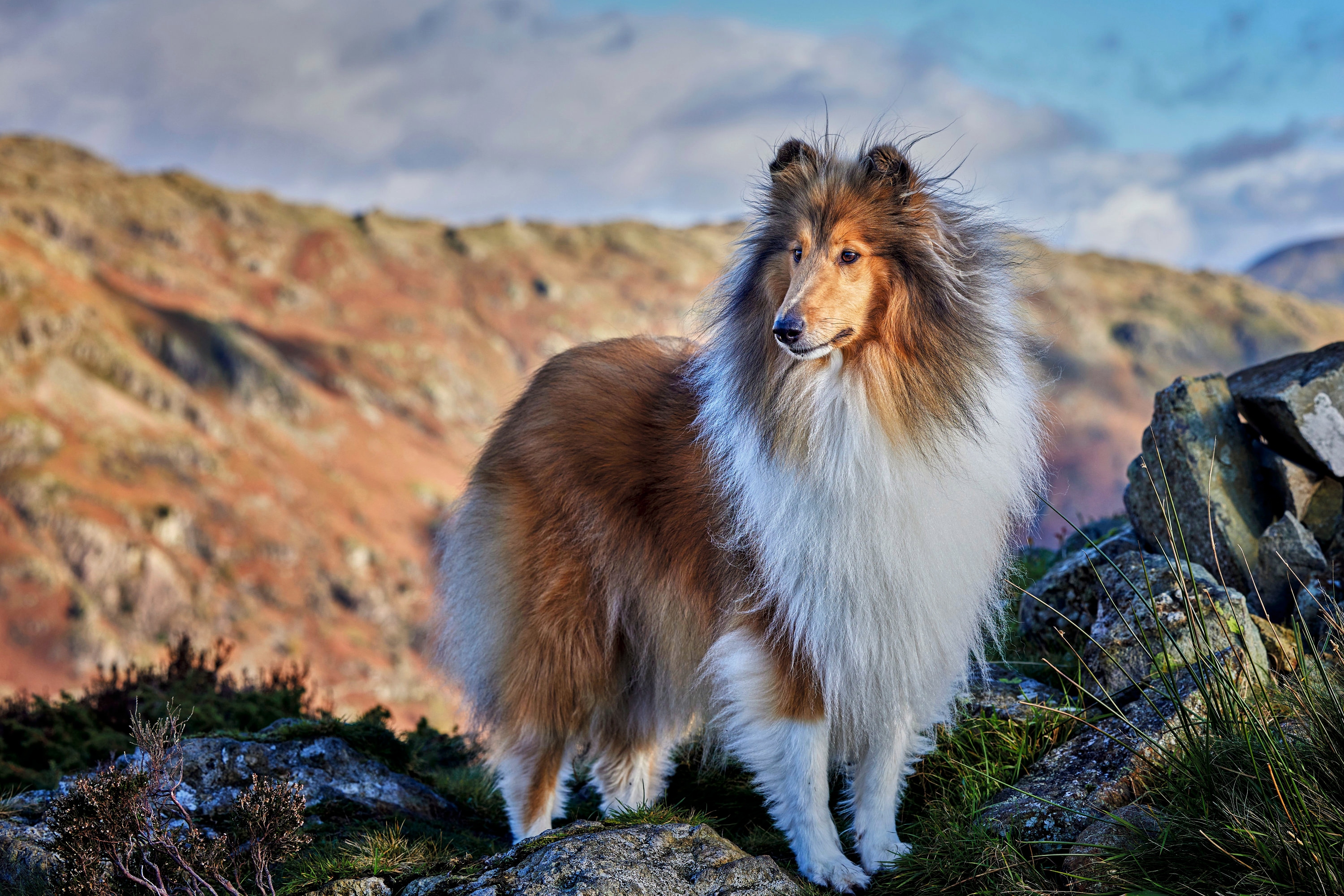 Rough Collie, Lassie Dog, Lake District - Luxury Blank Greetings