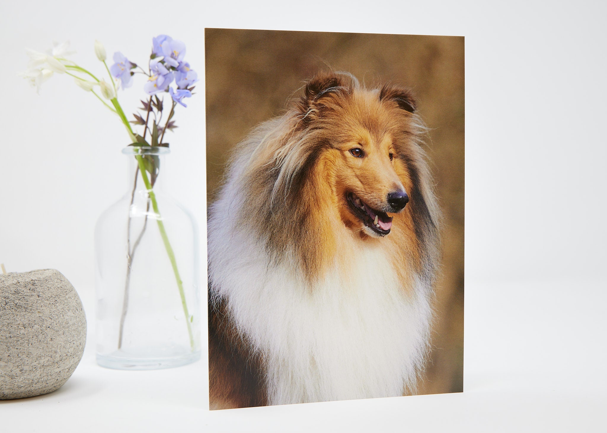 Rough Collie, Lassie Dog Photography - Luxury Blank Greetings Card