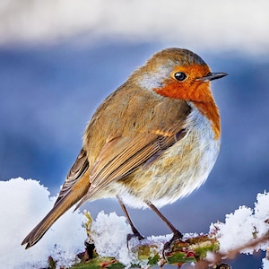 Robin dans la neige - Carte de voeux vierge de luxe pour la photographie animalière