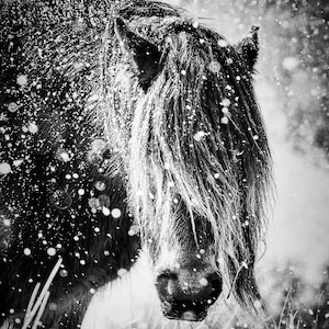 Kubria Fell Pony im Schnee Luxus Grußkarte