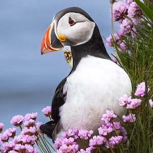 Luxus Grußkarte mit Papageientaucher in Wildblumen