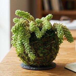 Burro's Tail Succulent in 6" Moss Kokedama Hanging Planter