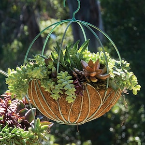Puede incluir: Una cesta colgante llena de diversas suculentas verdes y marrones. La cesta tiene un exterior marrón tejido y está suspendida por un marco y gancho de metal verde. Las plantas son exuberantes y vibrantes, creando una exhibición natural.