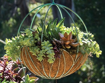 May include: A hanging basket filled with various green and brown succulents. The basket has a brown, woven exterior and is suspended by a green metal frame and hook. The plants are lush and vibrant, creating a natural, decorative display.