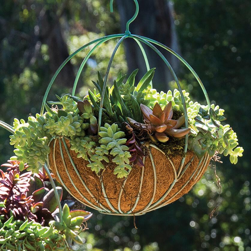 bird's nest snake plant scientific name Bird's Nest Snake plant, Green Striped Snakeplant, Sansevieria trifasc –  Florida House Plants main image 1