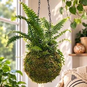 May include: A vibrant green fern plant growing from a spherical kokedama moss ball. The plant is suspended in the air by thin black metal chains attached to the top of the moss-covered sphere, showcasing lush, feathery fronds extending outward.