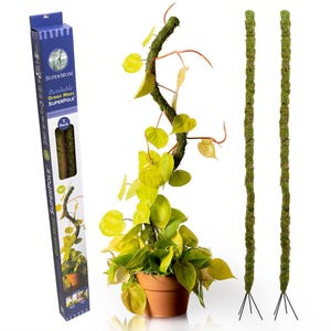 May include: Two bendable green moss plant poles with a 36-inch height, shown alongside their retail packaging box labeled SuperMoss Bendable Green Moss SuperPole. A potted heart-leaf philodendron plant is wrapped around one of the moss poles.