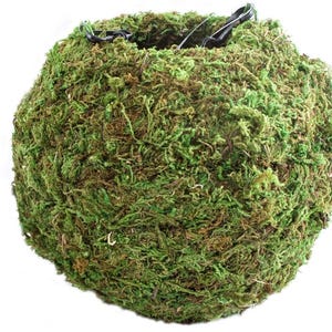 Moss Kokedama Planter 4 &#39;Moosball Pflanze nicht inbegriffen